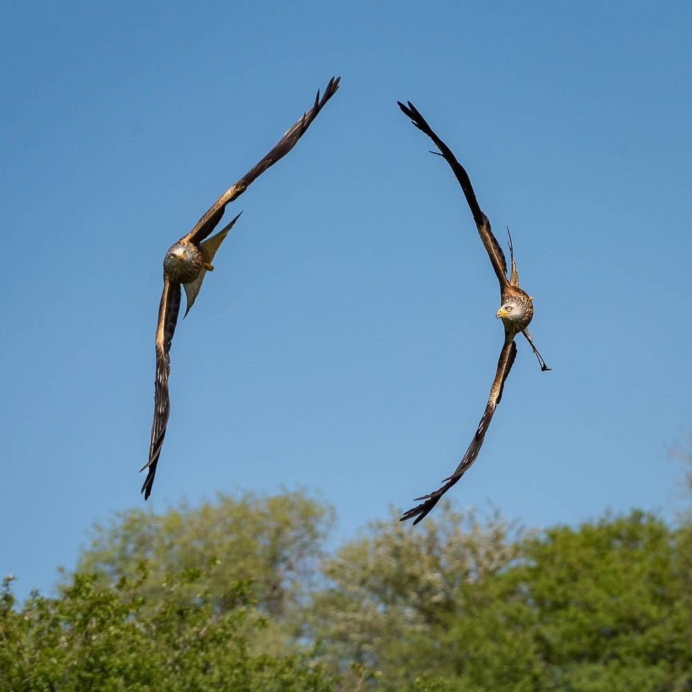 This brilliant picture shows two red kites gliding side by side in perfect formation in Rhayader, near the Elan Valley, Wales. (SWNS)