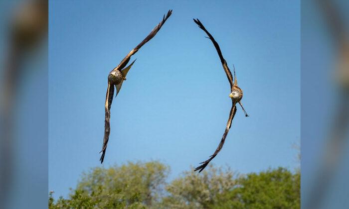 Wildlife Photographer Captures Striking Image of 2 Kites Flying in Perfect Formation in Wales