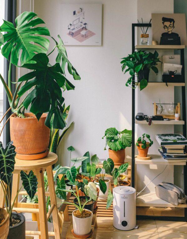Besides providing visual appeal, indoor plants may enhance mood, air quality, and overall health. (Huy Phan/Unsplash)