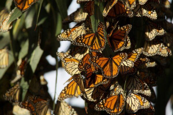 Monarch butterflies need habitats that include milkweeds and nectar plants in order to survive. (Public Domain)