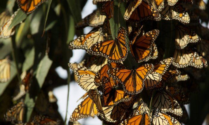 Saving the Monarch Butterfly—Jeff and Roxanne Stelle’s butterfly sanctuary