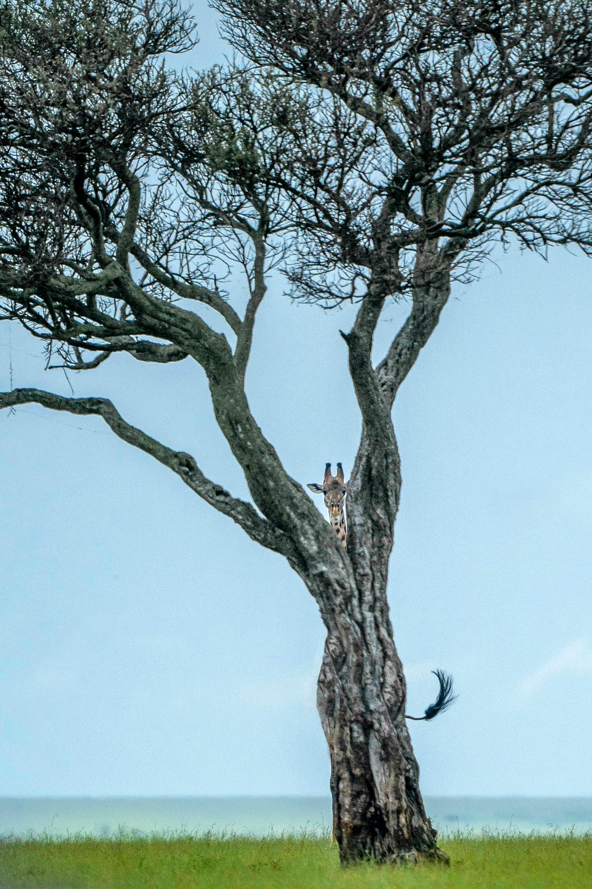 The giraffe is mostly concealed, but its head and tail give away its game of hide and seek! (Caters News)
