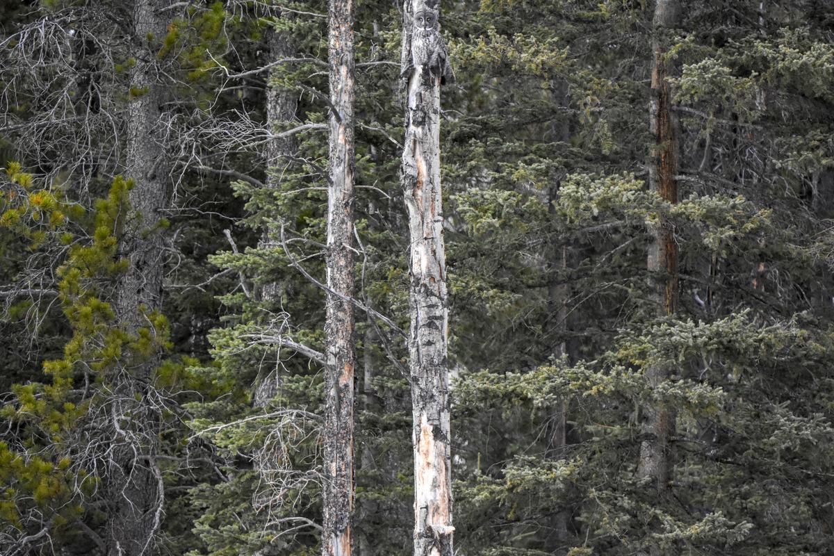 A great gray owl perfectly camouflaged and poised for the hunt. (Caters News)