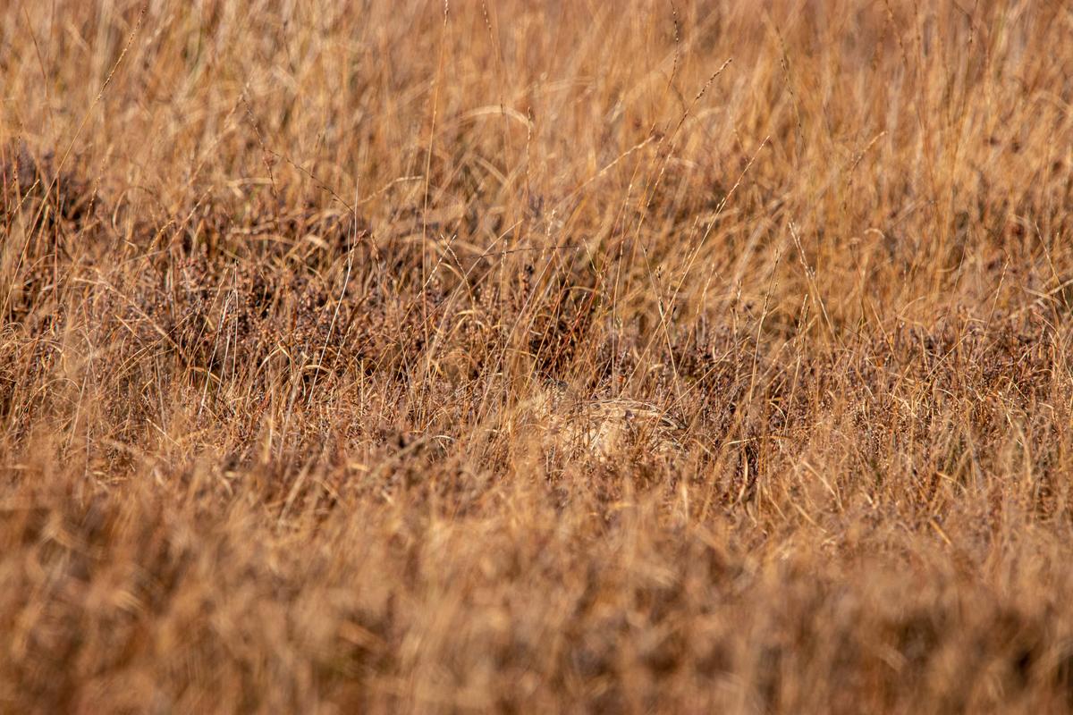 A hen pheasant hiding in the autumn grass in Whitby, North Yorkshire. (Caters News)