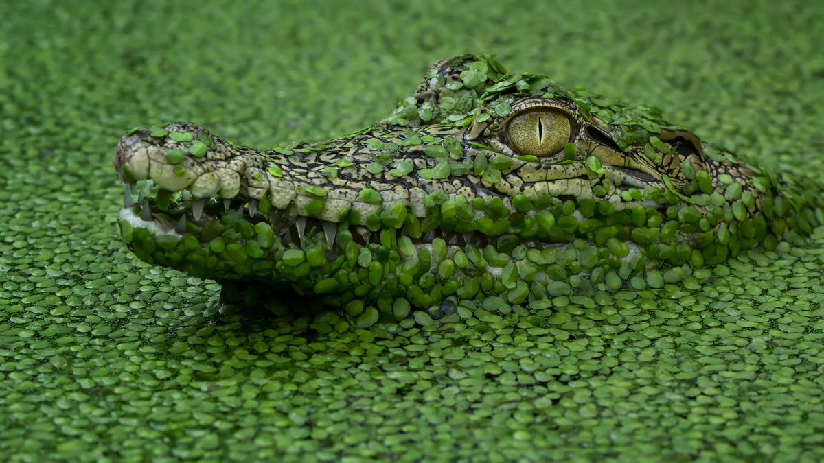 A crocodile camouflaged in the water in Tangerang, Indonesia. (Caters News)