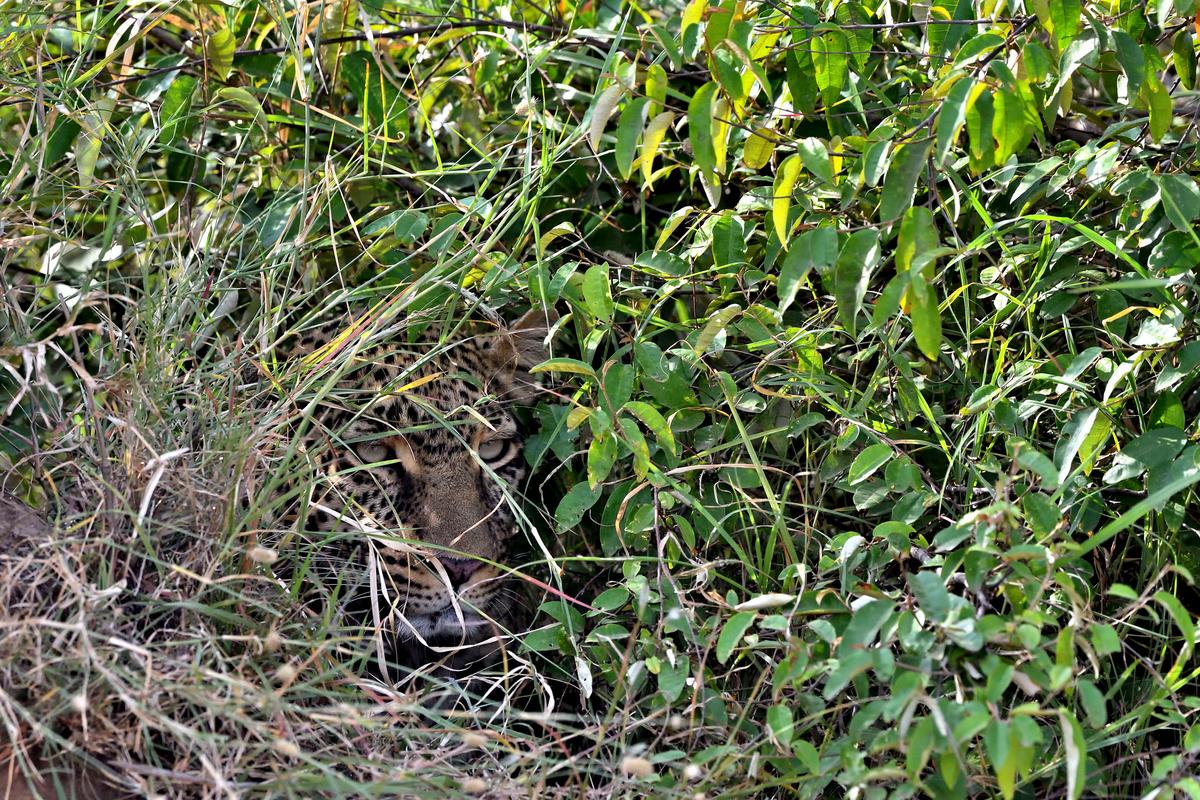 A photo of a camouflaged leopard in tall grass at Masai Mara, Kenya, taken by photographer Elmar Weiss. (Caters News)