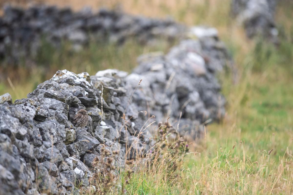 An owl hides on a stone wall making it very difficult to find, in Derbyshire, UK. (Caters News)