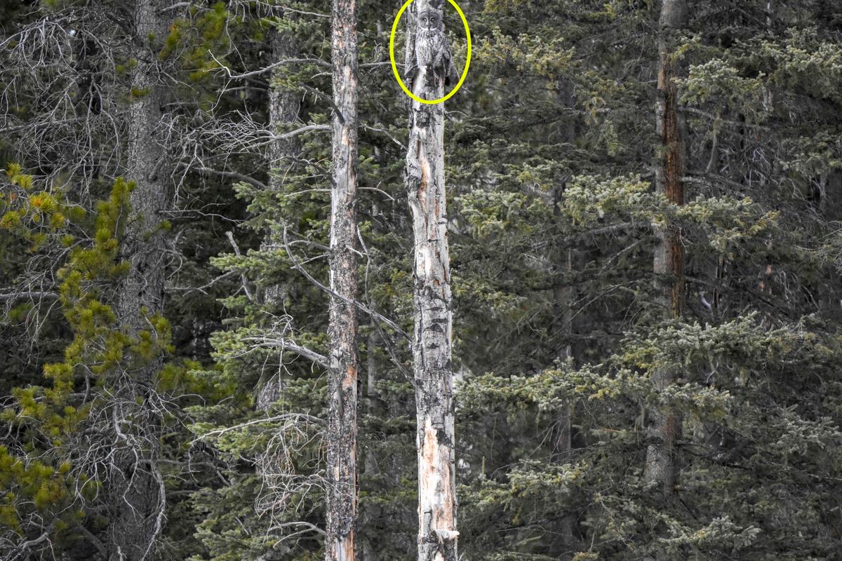 The great gray owl's position is revealed. (Caters News)
