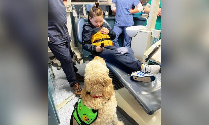 Boy with Autism Afraid of Dentist’s Chair Until Service Dog Gets Her Teeth Checked First