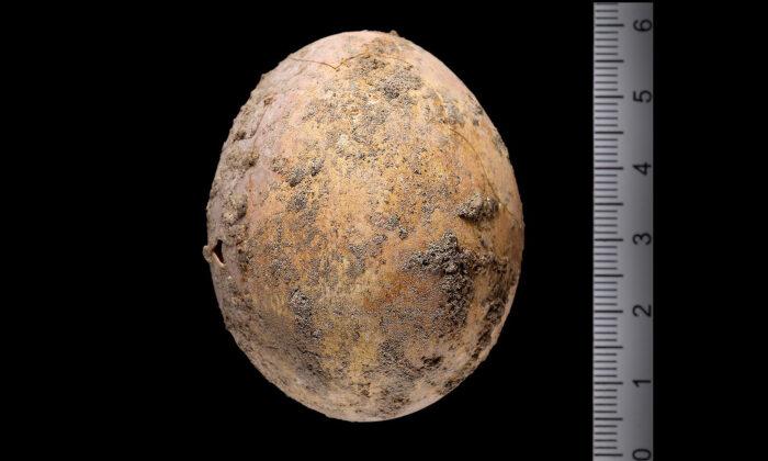 Archeologists Find 1,000-Year-Old Intact Chicken Egg From Byzantine Age in Excavation in Israel