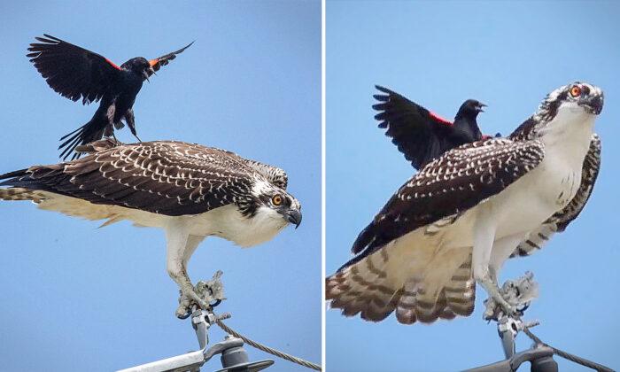 Photographer Spots Little Black Bird Trying to ‘Surf’ on Osprey Just Trying to Eat His Lunch in Peace