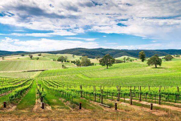 Australia's vineyards typically produce very dry rieslings. (myphotobank.com.au/Shutterstock)