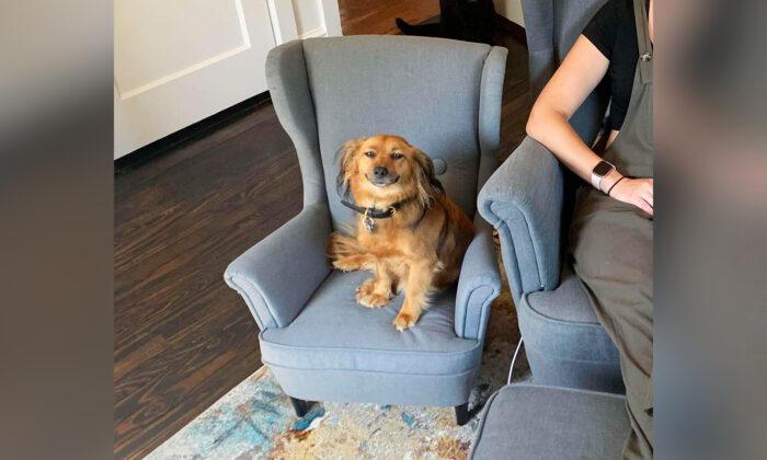 Clingy Dog That Loves 'Stealing' Owner's Work Seat Gets a New Replica Armchair