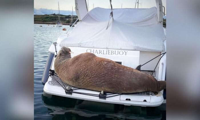 Arctic Walrus Spends 2 Days Hanging Out on Boats in English Island Harbor, Gets Mixed Reactions