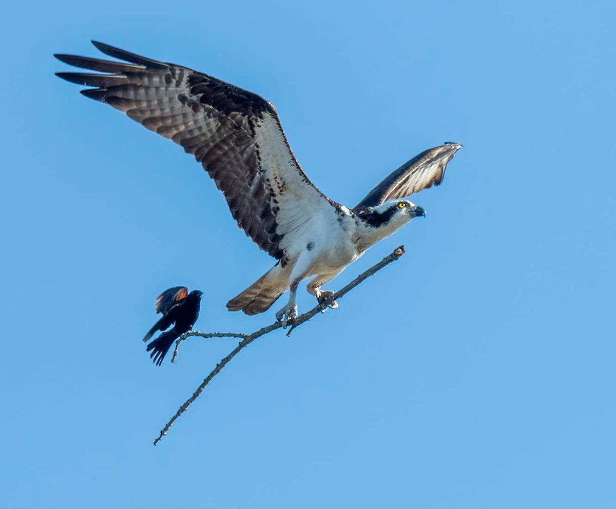 A red-winged blackbird hitching a ride on an osprey's stick. (Courtesy of <a href="https://www.facebook.com/jocelynandersonphotography/">Jocelyn Anderson</a>)