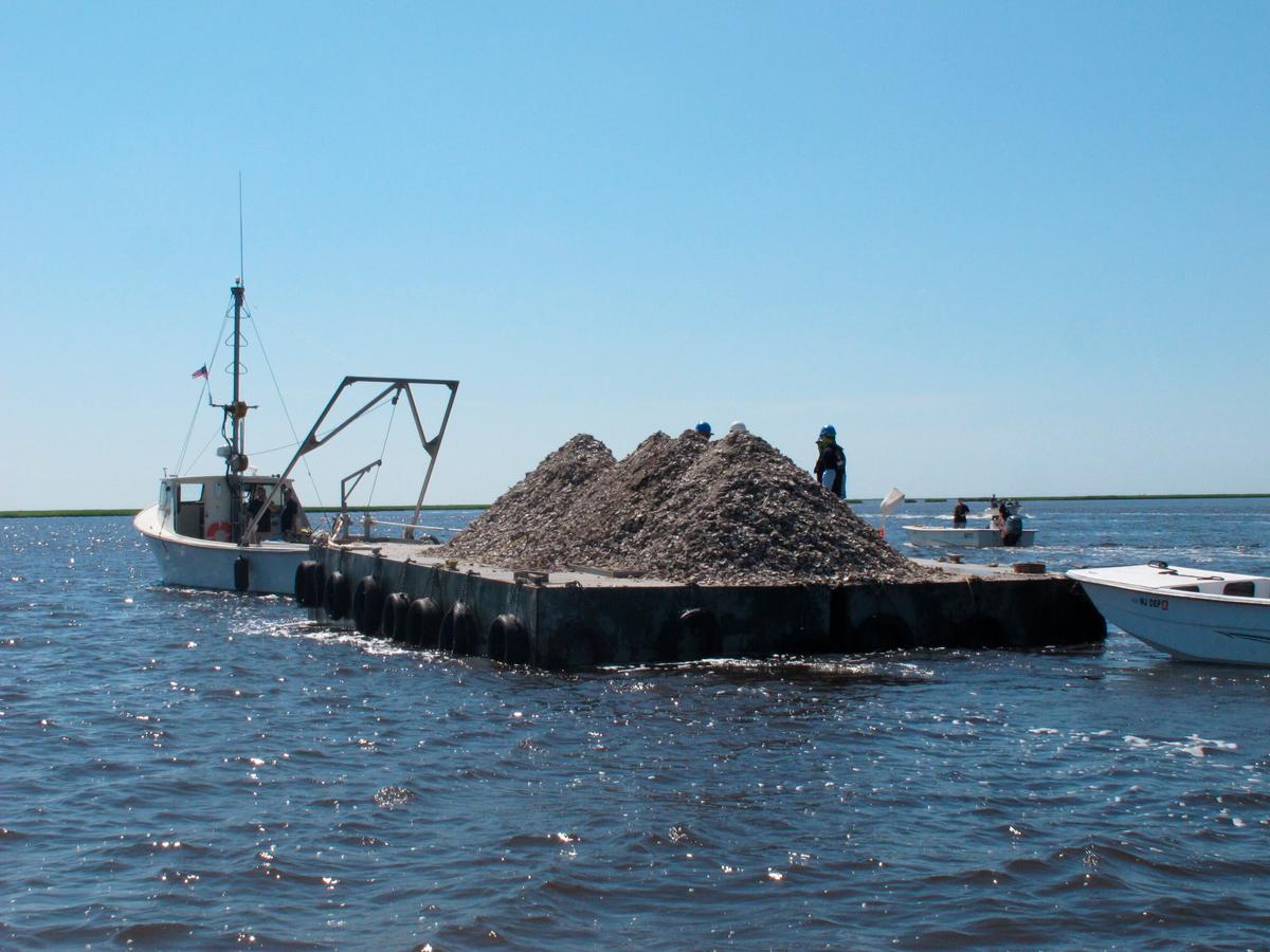 This June 29, 2021 photo shows a barge laden with 680 bushels of clam and oyster shells that are about to be dumped into the Mullica River in Port Republic. (AP Photo/Wayne Parry)