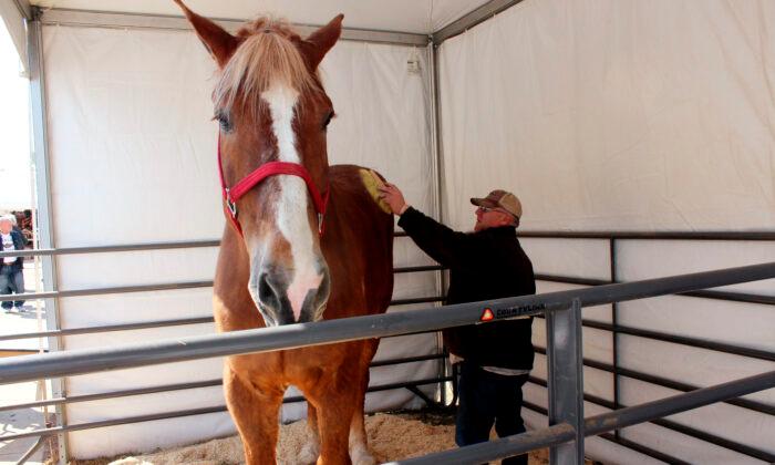 World’s Tallest Horse, Big Jake, Dies in Wisconsin at Age 20