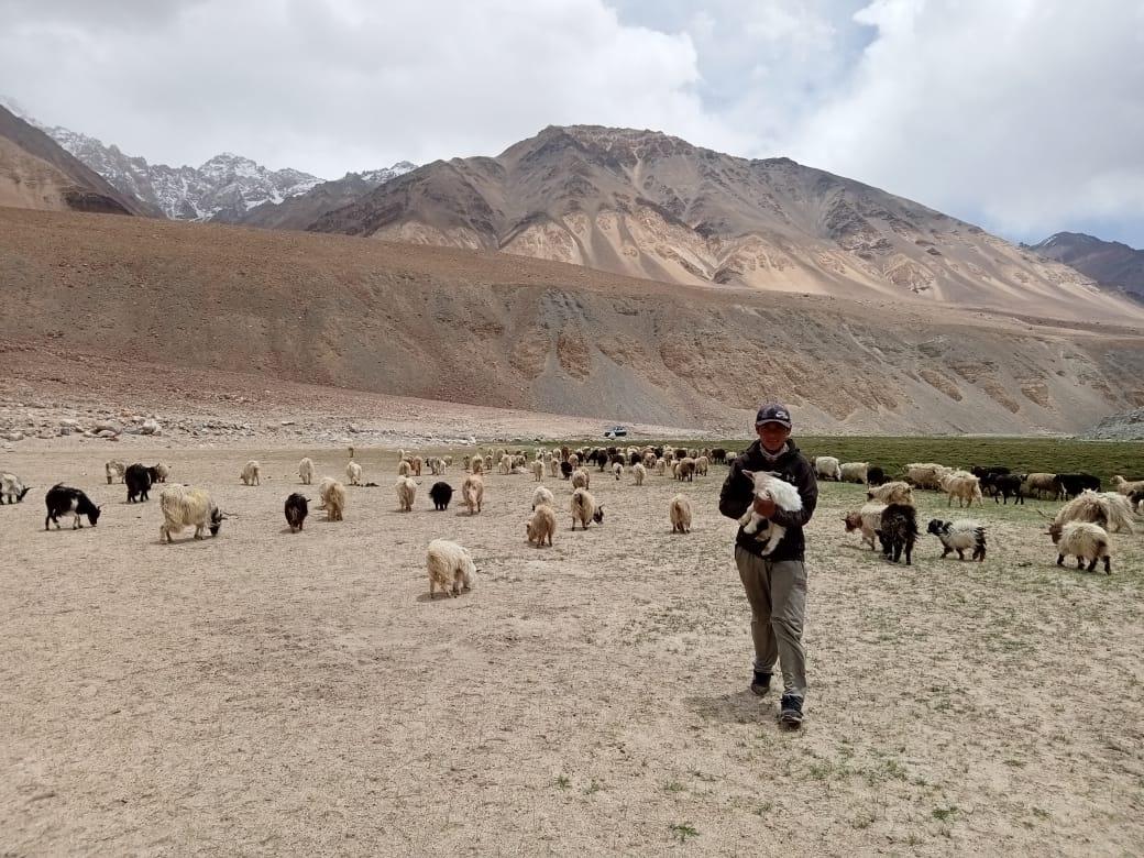 Tampa Tashi, 13, grazes his pashmina goats in the high mountain pastures of Ladakh, en-route to Pangong Tso on June 23, 2021. (Venus Upadhayaya/EpochTimes)