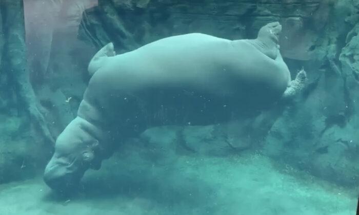 Adorable Video Captures Prematurely Born Hippo ‘Fiona’ Practicing Her Water Ballet