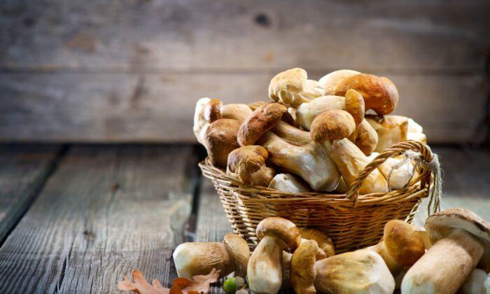 Why Mushrooms Increase Longevity