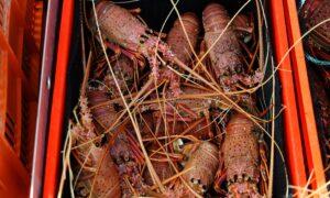 Australia Eyes Lobster, Beef Trade Barriers After Wine Breakthrough