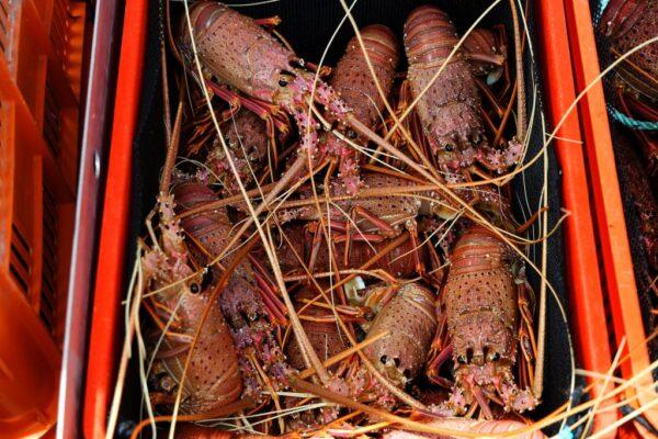 Basket of live western rock lobsters in Fremantle in Western Australia. (Trevor Collens/Getty Images)