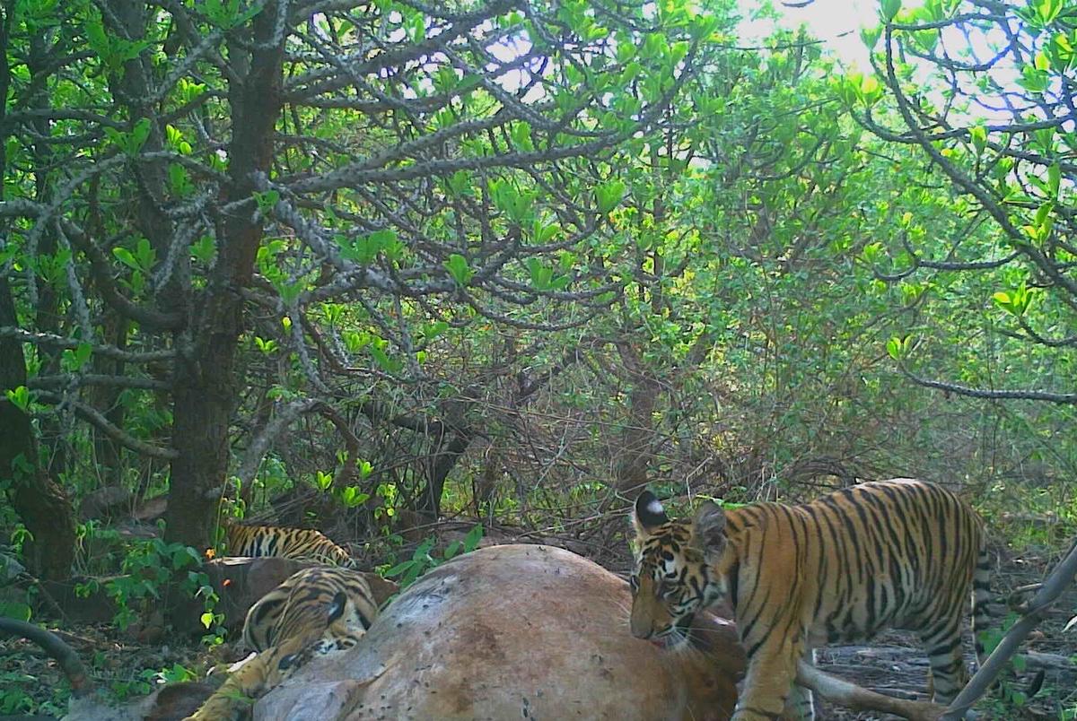 (Courtesy of Forest Authorities, <a href="https://twitter.com/pannatigerresrv">Panna Tiger Reserve</a>)