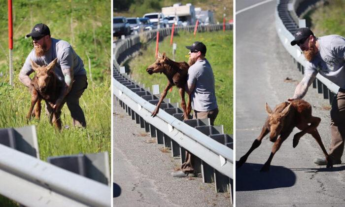 Alaskan Motorist Spots Baby Moose Unable to Cross Guardrail to Reunite With Mom, Lends a Hand