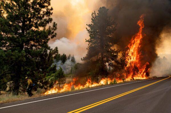 A firefighter burns vegetation while trying to stop the Sugar Fire, part of the Beckwourth Complex Fire, from spreading in Plumas National Forest, Calif., on July 9, 2021. (Noah Berger/AP Photo)