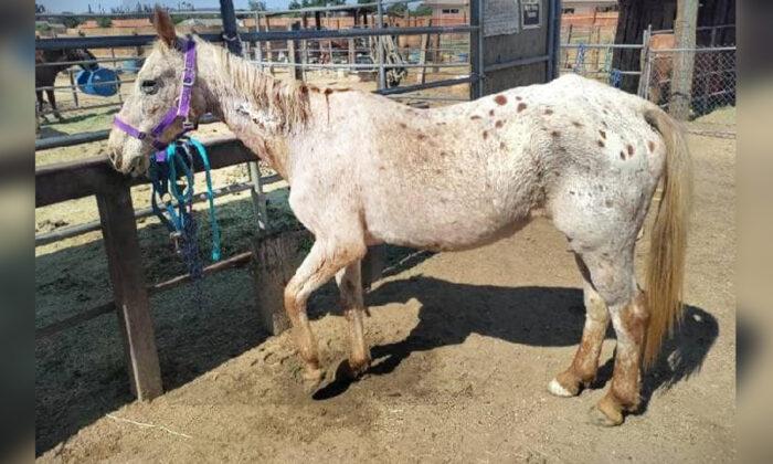Abandoned Blind Horse Found Near Death in SoCal, Saved by Animal Services, Now ‘Spunky,’ ‘Sweet’ Girl