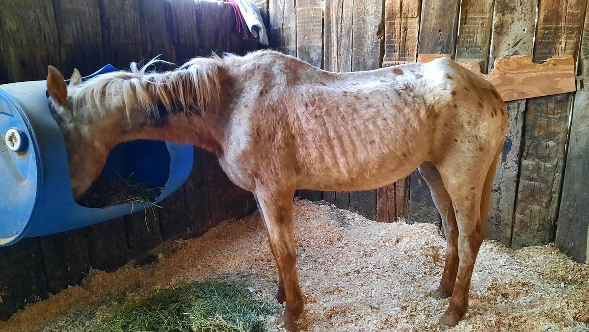 (Courtesy of <a href="https://www.facebook.com/farfromperfectmustangrescue/">Far-From-Perfect Mustang Rescue</a>)