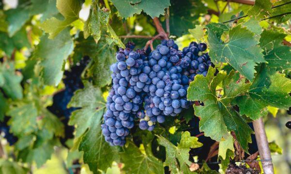 Sangiovese grapes. (OP-Photography/shutterstock)