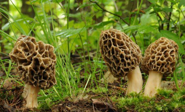 These prized fungi can only be found in the wild, during a short season each year. (Tomasz Czadowski/shutterstock)