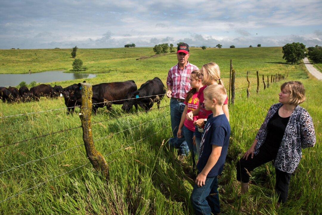 Farmers Get Creative as Profits From Soaring Beef Prices Fail to Trickle Down