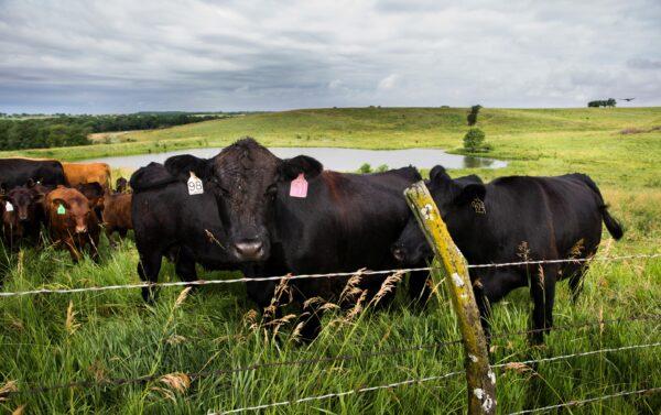 Cattle on Rod Christen's farm in southern Nebraska on June 25, 2021. (Petr Svab/The Epoch Times)