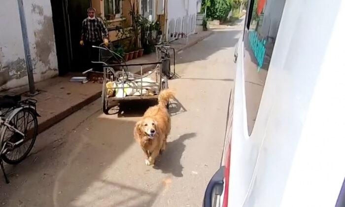 Touching Video Shows Loyal Dog Running Behind Ambulance Taking Owner to Hospital