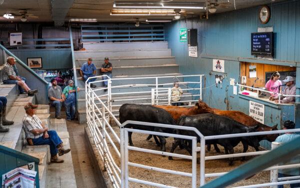 Auctioneer Brian Fulton auctions a group of cattle at a local sales barn called Farmers Livestock Sales in Coatsburg, IL on June 26, 2021. (Cara Ding/The Epoch Times)