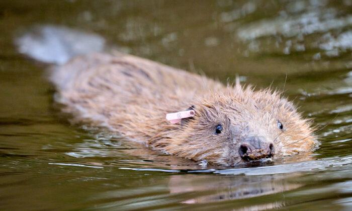 Baby Beaver Born on Exmoor for First Time in 400 Years, Says National Trust