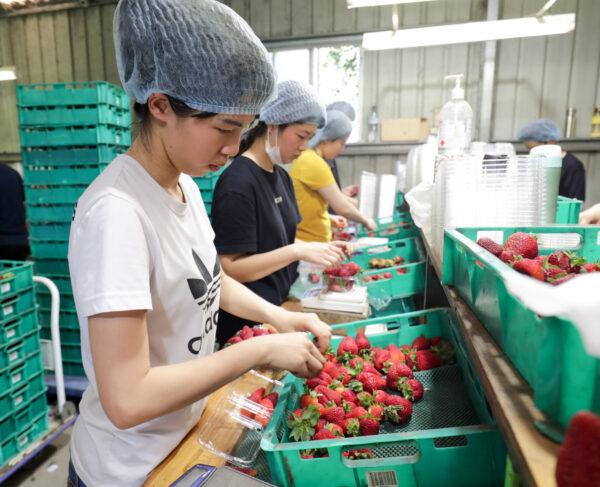 Workers sort and pack strawberries at the Chambers Flat Strawberry Farm in Chambers Flat, Queensland, Australia, on Nov. 5, 2018. Prime (AAP Image/Tim Marsden)