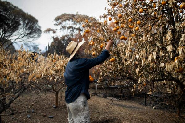 A man picks fruit from an orange tree on his burnt-out property in Verona, NSW, Australia, which was affected by a bushfire on New Year's Eve 2019, Jan. 10, 2020. (AAP Image/Sean Davey)