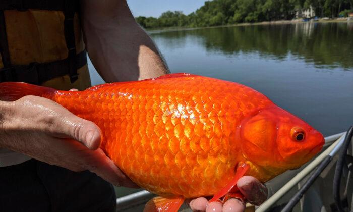 Unwanted Pets: Giant Goldfish Turn up in Minnesota Waterways