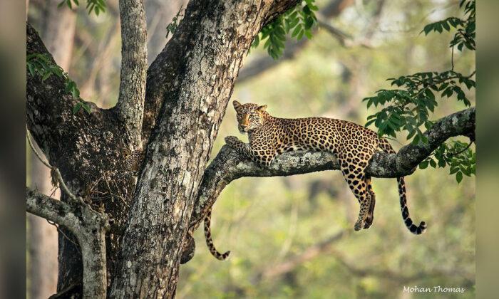 Can You Spot the Mischievous Leopard Cub Perfectly Camouflaged in a Tree With Its Mom?