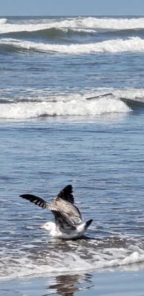 Seagulls are aplenty on the Oregon coast. They soar, swoop, screech, and love fishing in the surf. (Anita L. Sherman)