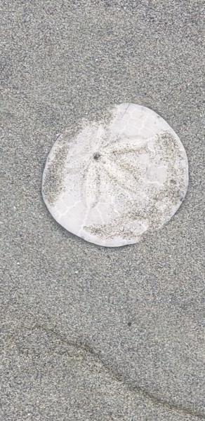 When they are alive, these sea urchins, known as sand dollars or sea cookies, are perched upright in the water. It’s wonderful when they arrive onshore unbroken. (Anita L. Sherman)
