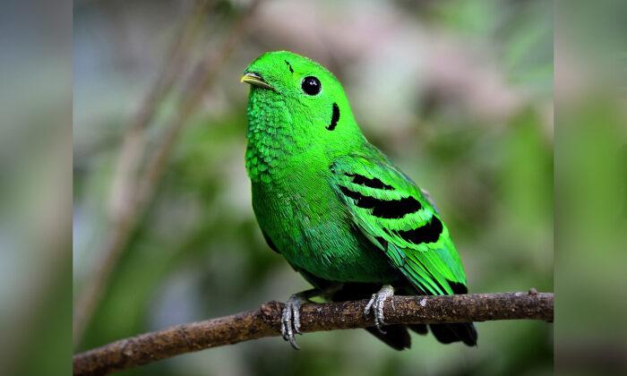 Birdwatchers Spot Rare Green Broadbill Bird Declared ‘Extinct’ 70 Years Ago in Singapore