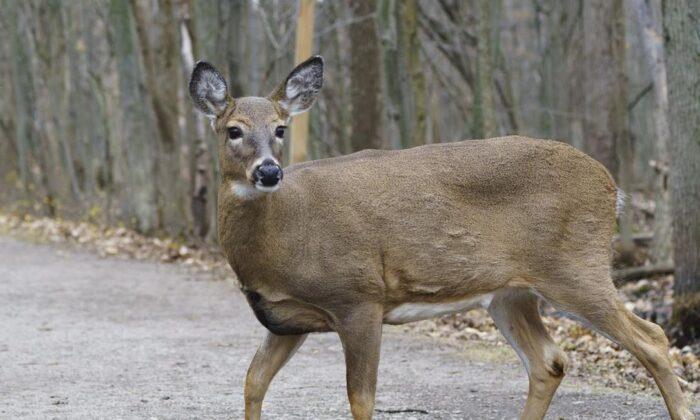 Spreading Wildlife Disease Threatens Deer, Elk—and Maybe Humans, New Research Says