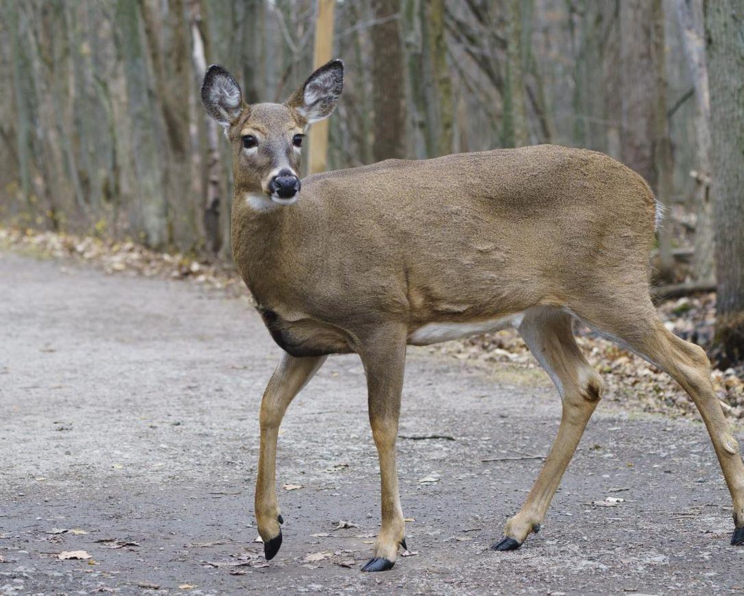 Spreading Wildlife Disease Threatens Deer, Elk—and Maybe Humans, New Research Says