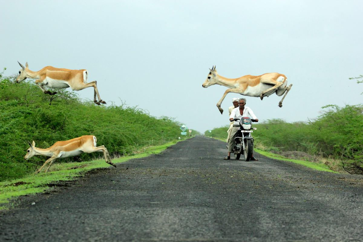 “Meanwhile, a bike rider just passed, and it looked as if the blackbucks were jumping in such a way over the bike," the photographer said. (Caters News)