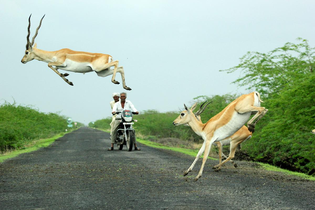 A herd of blackbuck antelope reach incredible heights as they leap across the road, with some appearing to clear the heads of a pair of travelers on a motorcycle. (Caters News)