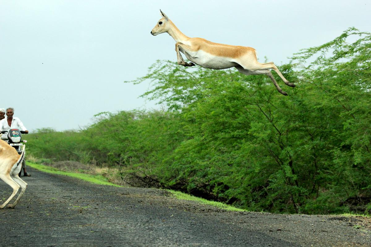 The herd was photographed in Blackbuck National Park in Velavadar, Gujarat state, India. (Caters News)